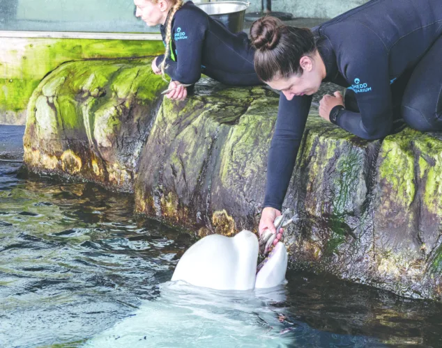 Beluga whale dies at Chicago aquarium soon after rescue